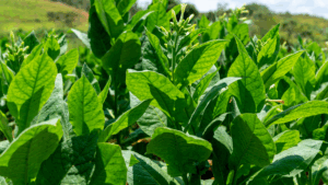 Is it illegal to grow tobacco in Australia?