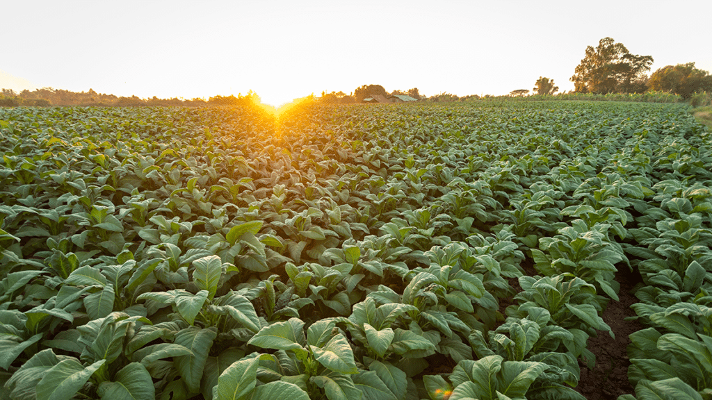 Is it illegal to grow tobacco in Australia?